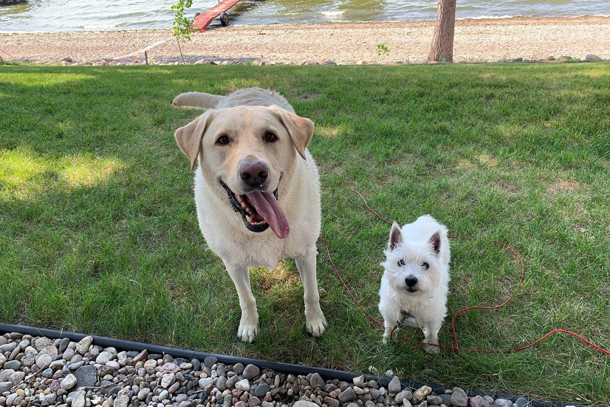 A yellow lab and westie dog standing in the grass next to a lakefront beach.