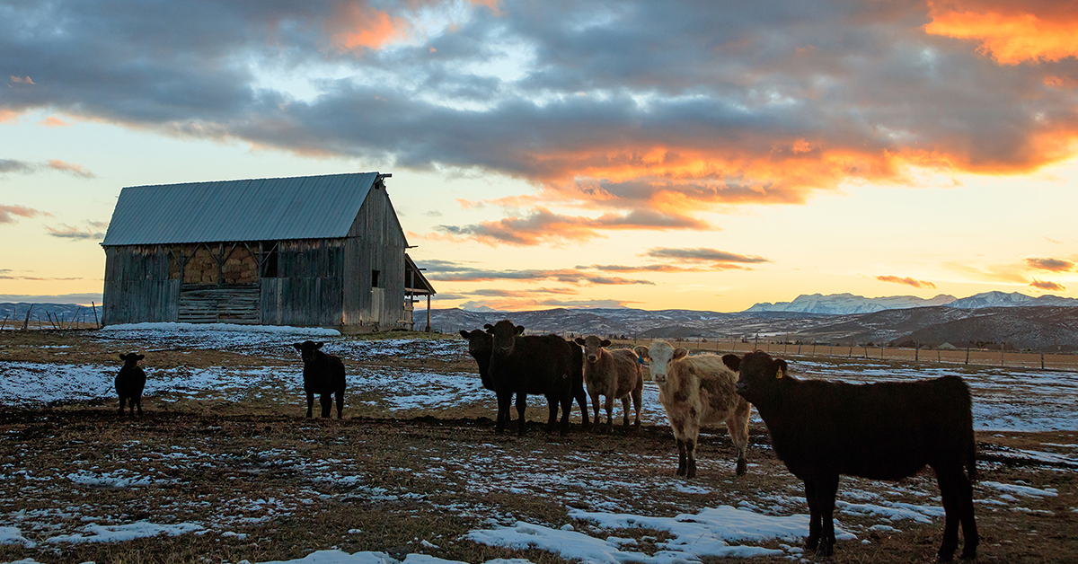 Insuring Your Success: 2025 farm program decisions and crop insurance updates