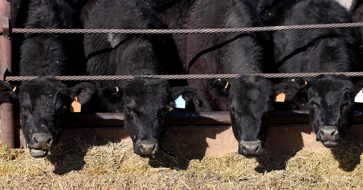 A recap of the 2025 Sioux Empire Livestock Show